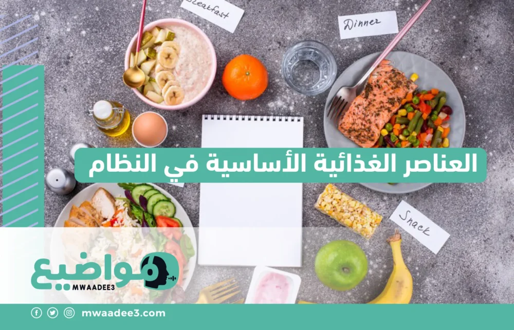 العناصر الغذائية الأساسية في النظام